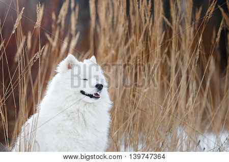 Beautiful White Samoyed Dog