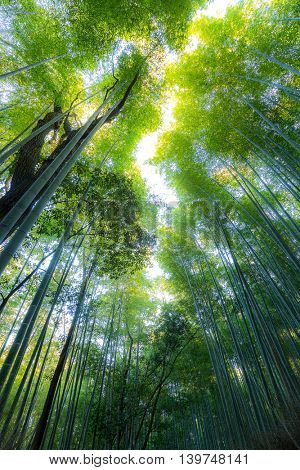 Arashiyama Bamboo Forest in  Kyoto Japan