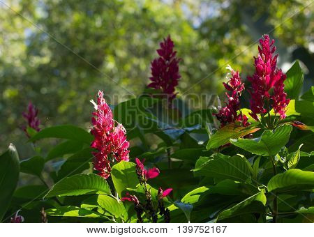 Flowers of a Brazilian Red Cloak (Megaskepasma erythrochlamys) in South Florida