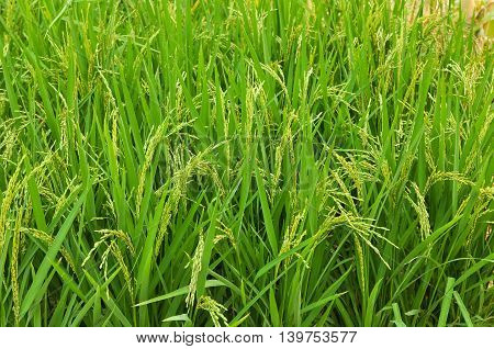 Padi rice field is agriculture in Thailand