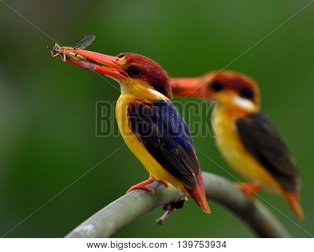A Pair Of Black-backed Kingfisher (ceyx Erithaca) Standing On The Branch Carrying Wasp To Feed Their