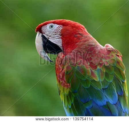 Back Profile Of Green-winged Macaw Parrot, The Beautiful Bird On Green Blur Background