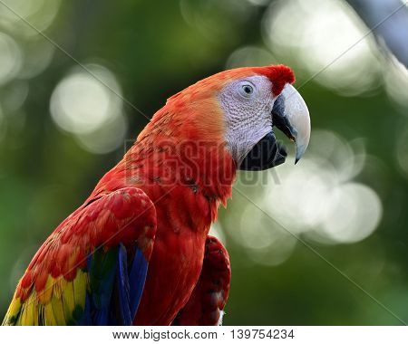 Beautiful Face Of Scarlet Macaw  On Blur Green Background