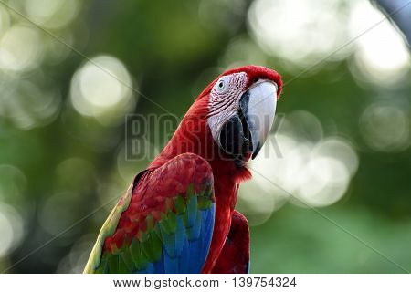 Beautiful Green-winged Macaw Parrot, The Beautiful Bird On Blur Green Background