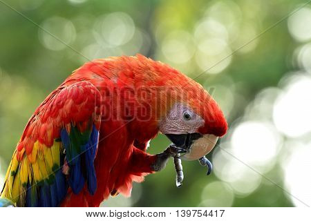 Beautiful Scarlet Macaw  On Blur Green Background