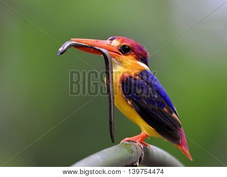 Black-backed Kingfisher (ceyx Erithaca) A Red And Orange Bird Perching On The Bamboo Branch Carrying
