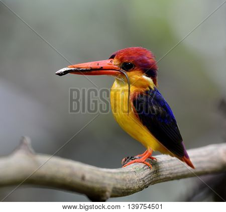Black-backed Kingfisher (ceyx Erithaca) A Vivid Red Abd Orange Bird With Dark Blue On Its Wings Perc