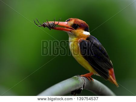 Black-backed Kingfisher (ceyx Erithaca) A Vivid Red And Orange Bird With Dark Blue On Its Wings Perc