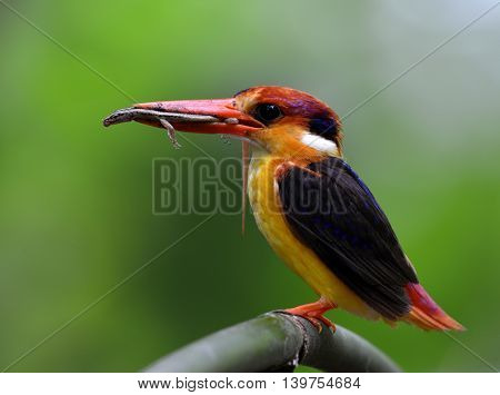 Black-backed Kingfisher (ceyx Erithaca) A Vivid Red And Orange Bird With Dark Blue On Its Wings Perc