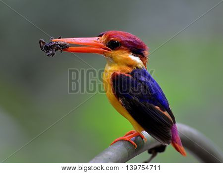 Black-backed Kingfisher (ceyx Erithaca) A Vivid Red And Orange Bird With Dark Blue On Its Wings Perc