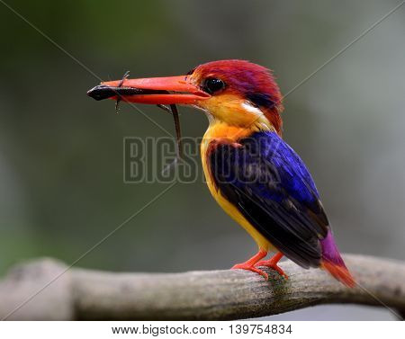 Black-backed Kingfisher (ceyx Erithaca) The Vivid Red Abd Orange Bird With Dark Blue On Its Wings Ca