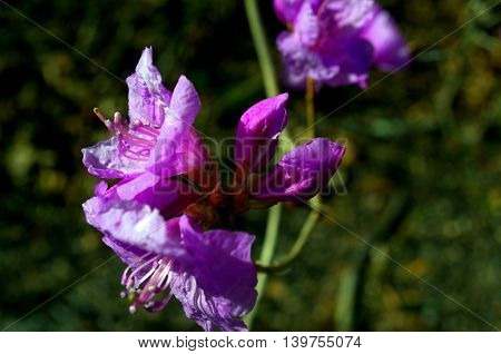 A vibrant spring flower called a rhododendrons or azaleas.