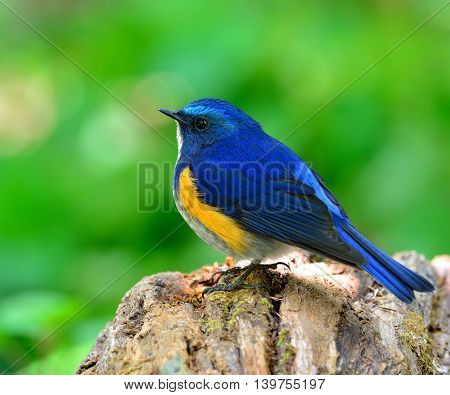 Close Up Of Male Of Himalayan Bluetail (tarsiger Rufilatus) The Cute Blue Bird Standing On Wooden Gr