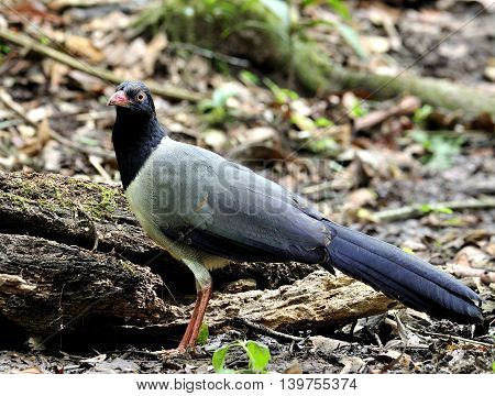 Coral-billed Ground Cuckoo (carpococcyx Renauldi) The Fine Grey Bird With Pink Bills Standing On The