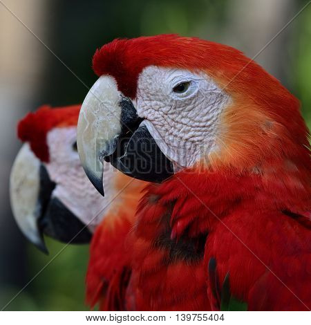 Double Heads Of Scarlet Macaw Parrot, The Beautiful Red Birds
