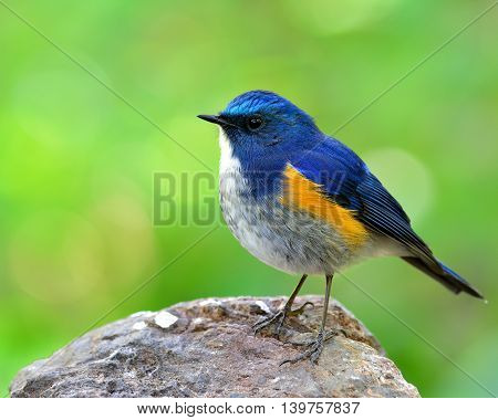 Male Of Himalayan Bluetail (tarsiger Rufilatus) The Beautiful And Chubby Blue Bird Perching On The