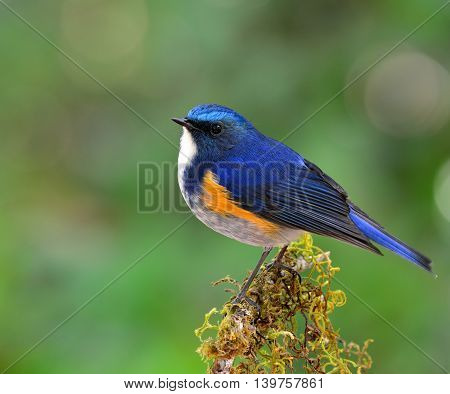 Male Of Himalayan Bluetail (tarsiger Rufilatus) The Beautiful And Chubby Blue Bird Perching On The M