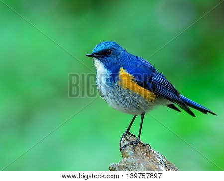 Male Of Himalayan Bluetail (tarsiger Rufilatus) The Beautiful And Chubby Blue Bird Perching On Top O
