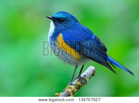 Male Of Himalayan Bluetail (tarsiger Rufilatus) The Beautiful Blue Bird Perching On The Slim Stick W
