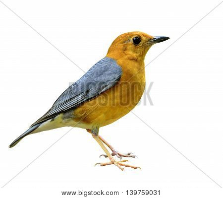 Orange-headed Thrush (geokichla Citrina) The Beautiful Orange And Grey Wings Bird Fully Standing Iso