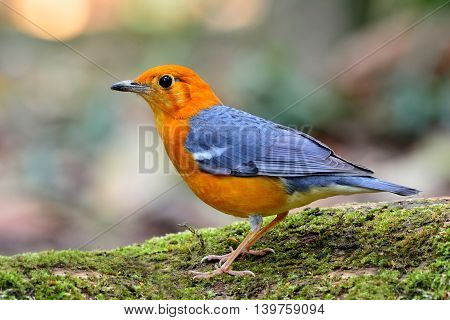 Orange-headed Thrush (geokichla Citrina) The Beautiful Orange And Yellow Bird With Grey Wings Standi