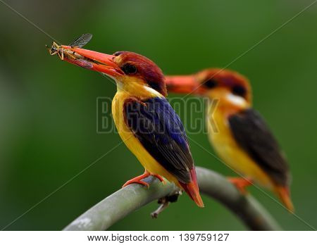 Pair Of Black-backed Kingfisher (ceyx Erithaca) Standing On The Branch Carrying Insect Food To Feed