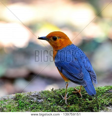 Orange-headed Thrush (geokichla Citrina) The Beautiful Orange And Yellow Bird With Grey Wings And Ba