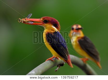 Parents Of Black-backed Kingfisher (ceyx Erithaca) Carrying Insect Food To Feed Their Chicks In The