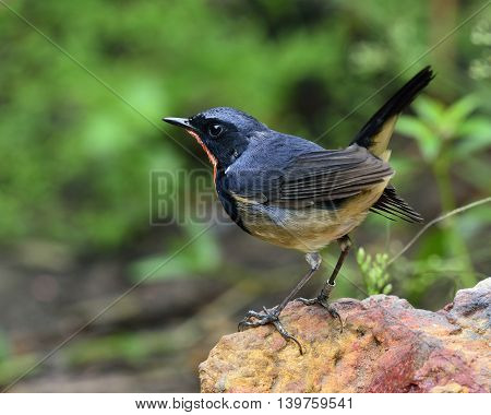 Red Neck Bird, Firethroat (luscinia Pectardens) The Beautiful Grey And Blue Bird With Fire Corlor On