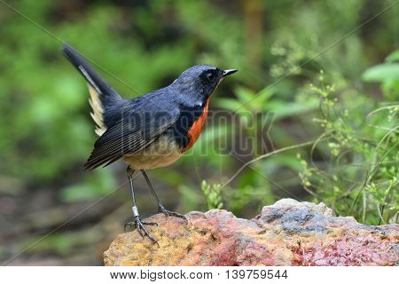 Red Neck Bird, Firethroat (luscinia Pectardens) The Beautiful Grey And Blue Bird With Fire Corlor On