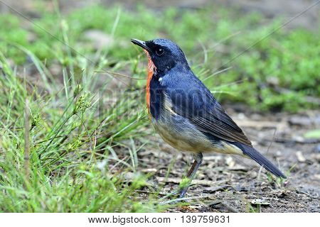 Red Neck Bird, Firethroat (luscinia Pectardens) The Beautiful Grey And Blue Bird With Fire Corlor On