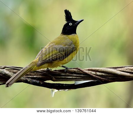 The black-crested bulbul (Pycnonotus flaviventris) the beautiful yellow bird with black head and spike hair perching on the dried rope with nice blur background