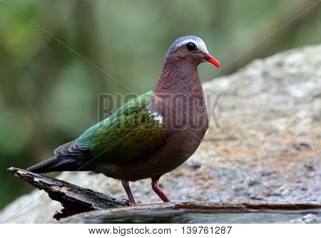 The common emerald dove (Chalcophaps indica) the colorful green bird with red bills standing beside the water pool on the rock