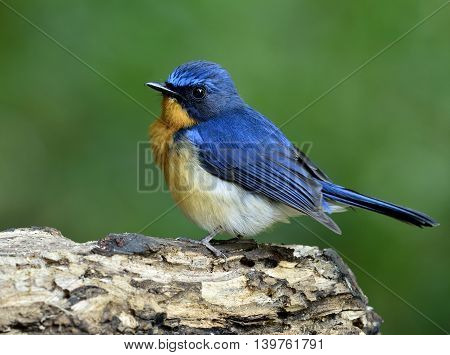 Lovely Puffy Blue Bird, Hill Blue Flycatcher (cyornis Banyumas) Standing On The Wooden With Green Bl