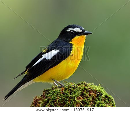 Male Of Yellow-rumped Flycatcher (ficedula Zanthopygia) The Beautiful Yellow Bird Perching On The Mo