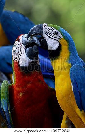 The Sweet Kissing Moment Of Blue-and-gold With Harliquin Macaw Birds, Lovely Birds