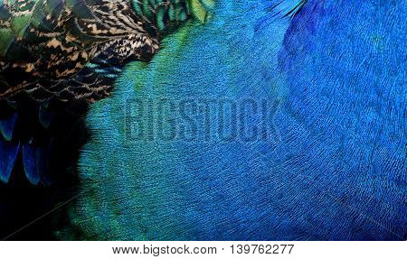 The Velvet  Blue And Green Texture Of Indian Peacock Neck Featers, The Most Beautiful Background