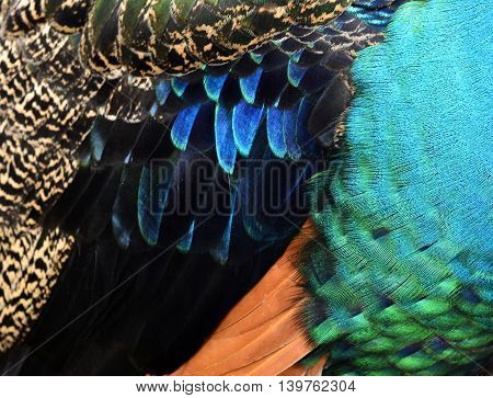 The Velvet  Multi Colors Texture Of Indian Peacock Featers, The Most Beautiful Background