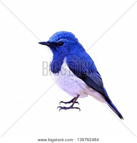 Ultramarine Flycatcher (ficedula Superciliaris) The Most Beautiful Chubby Blue Bird Isolated On Whit