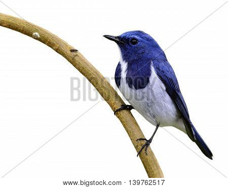 Ultramarine Flycatcher Or White-browed Blue Flycatcher (ficedula Superciliaris) The Beautiful Blue B