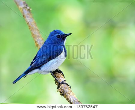 Ultramarine Flycatcher Or White-browed Blue Flycatcher (ficedula Superciliaris) The Beautiful Blue B