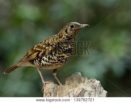 White Thrush (zoothera Aurea) Or Scaly Thrush (zoothera Dauma) The Beautiful Camouflage Ground Bird
