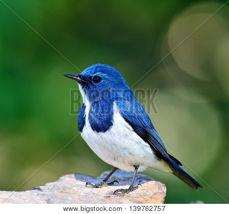 White-browed Blue Flycatcher Or Ultramarine Flycatcher (ficedula Superciliaris) The Beautiful Little