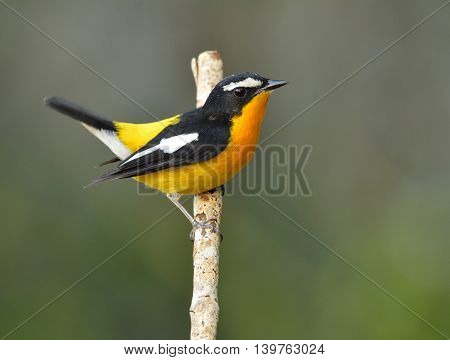 Yellow-rumped Flycatcher (ficedula Zanthopygia) The Beautiful Black Bird With Yellow Belly And Rump