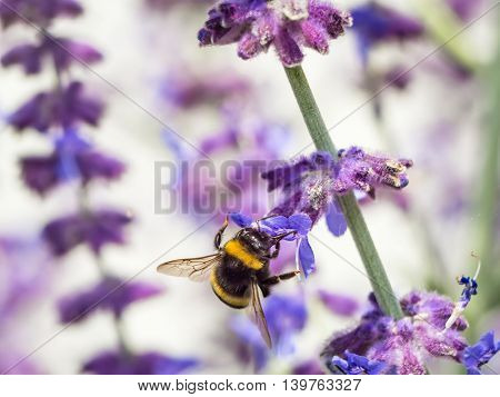 Bumblebee pollinating garden flowers