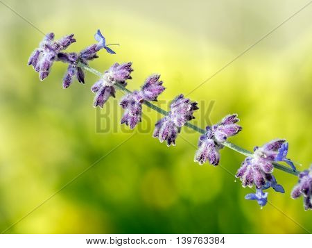 Perovskia atriplicifolia flower in blossom