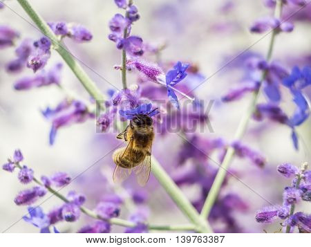 Bee pollinating garden flowers