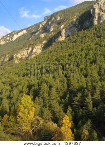 Bosco di montagna