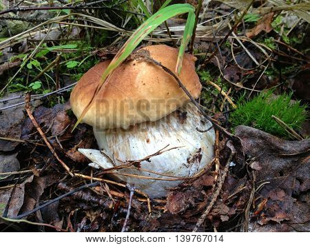 white mushroom growing in the woods among the fallen leaves, the fungus is very powerful, thick white stem and brown hat