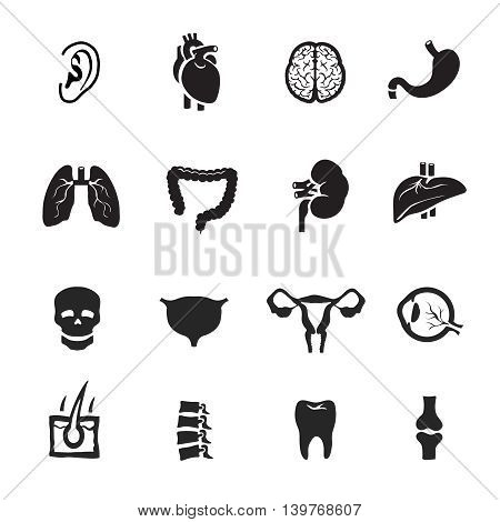 Human organs icons set on white background. Anatomy, heart and lung vector illustration